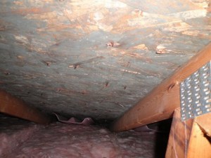 Crawl Space Mold | 911 Restoration Seattle