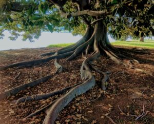 Tree roots sprawling in the ground